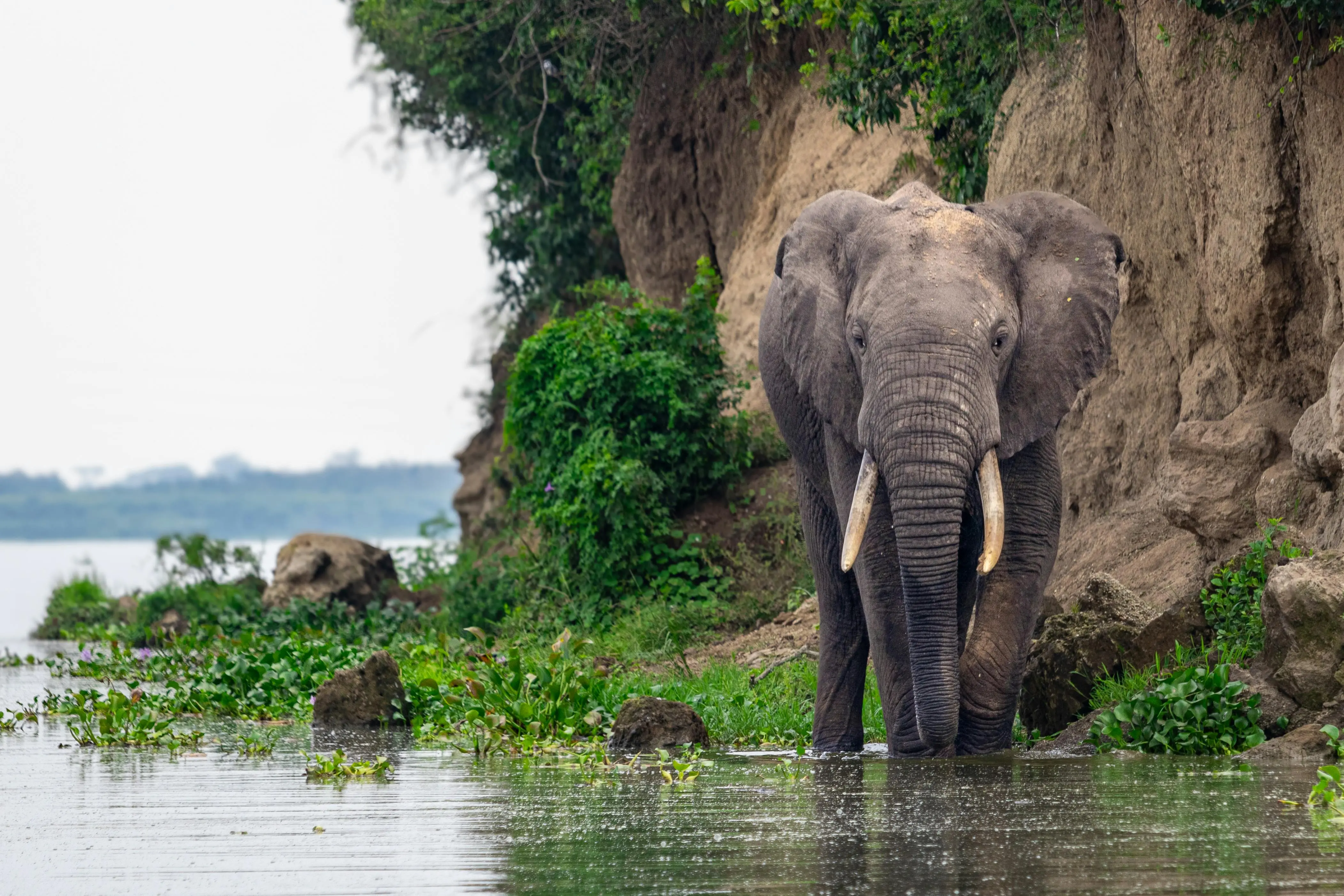 African elephant on the banks of the Nile in Uganda
