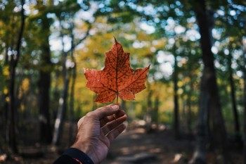 手持一片紅色楓葉,背景是森林